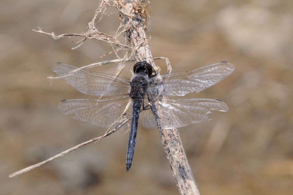 SELYSIOTHEMIS NIGRA: PRIMA SEGNALAZIONE IN PIEMONTE!!!